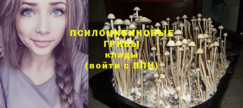 где купить наркотик  Карабаш  Галлюциногенные грибы Magic Shrooms 